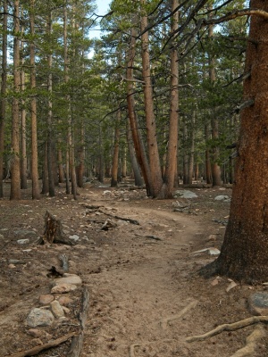 The trail climbs slowly through the shaded woods cottonwood pass trail