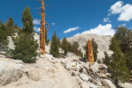 The high Sierra: blue skies, endless granite, and gnarled trees pacific crest trail