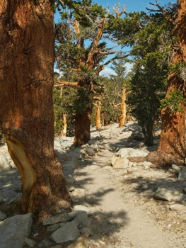 The PCT winds through some gnarled pine trees en route to Chicken Spring Lake pacific crest trail