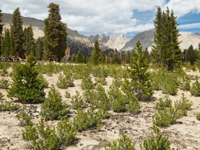 Another duplicate shot from last weekend, but this time with better light! sierra nevada mountains