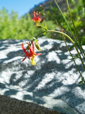 Columbines are some of my absolute favorite flowers; these crimson ones (aquilegia formosa) are particularly pretty crimson columbine