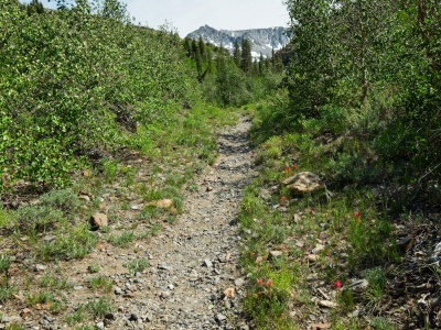 A pleasant walk through the aspens mcgee pass trail
