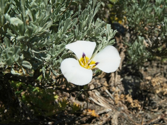 A mariposa lily (calochortus bruneaunis) beside the trail mariposa lily