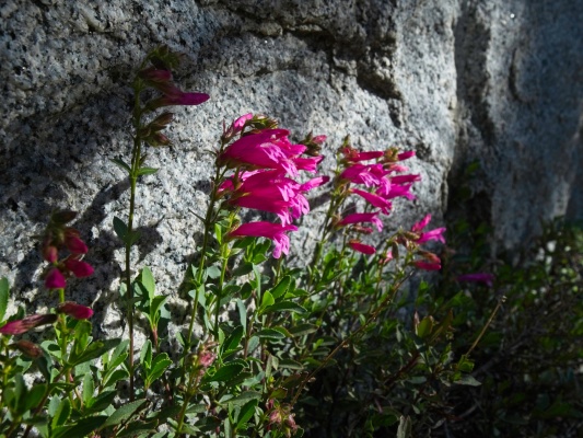 Mountain pride (penstemon newberryi) in a beam of sunlight mountain pride wildflower