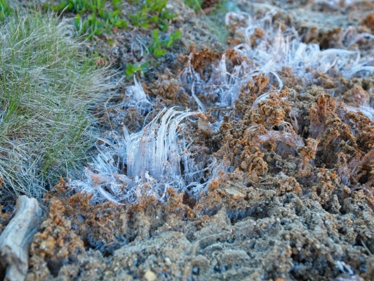 The trail is covered in "needle ice," beautiful filaments of extruded ice needle ice