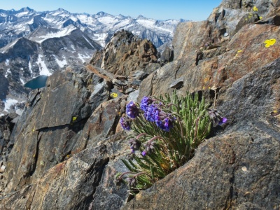I can't resist snapping a photo of these sky pilots just below the summit of Red and White Mountain sky pilots