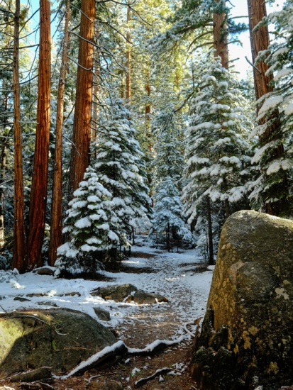 Spring Snow yosemite spring snow