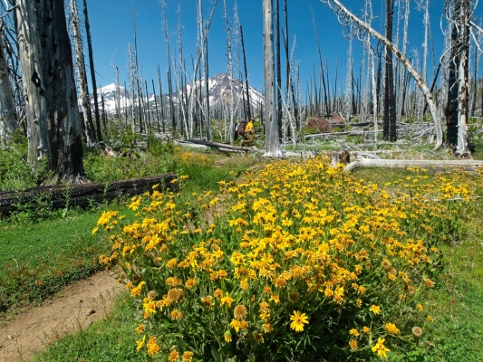 Bright yellow arnicas along the sun-soaked trail wildflowers