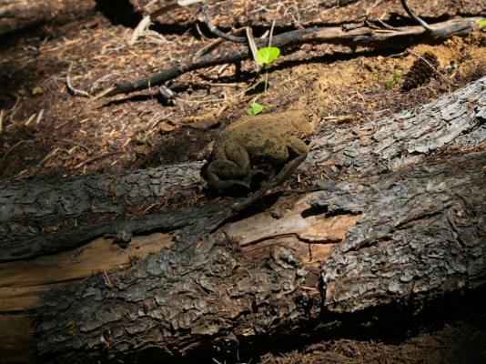 This frog (or toad?) poses on the climbers' trail frog