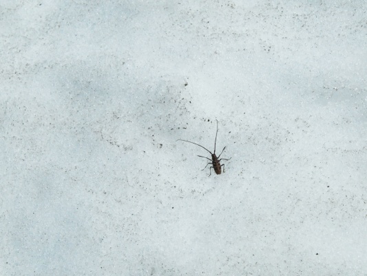 We stroll past a bunch of these large insects on the Hayden Glacier glacier bug