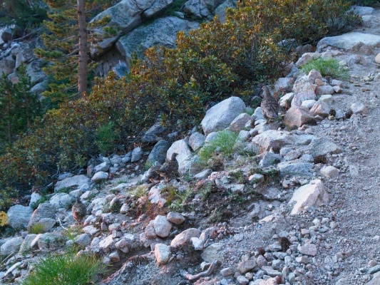 A covey of grouse beside the trail grouse