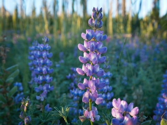 Lupine illuminated by dawn light in the burn area lupine wildflower