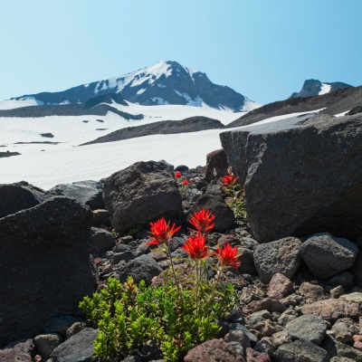 Brilliantly red indian paintbrush with Middle Sister in the background wildflowers