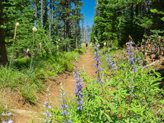Lupine and bear grass line the PCT pacific crest trail