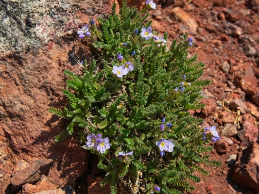 A bouquet of show jacobs ladder showy jacobs ladder