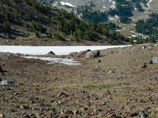 A sierra nevada red fox scampers across the slope south sister