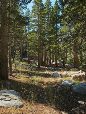 The faint climbers trail winds through the trees climbers trail