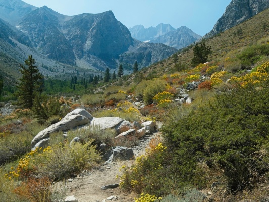 Wildflowers line the trail south fork trail