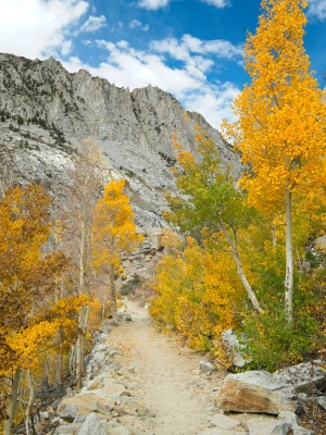 More spectacularly colorful aspens! bishop pass trail