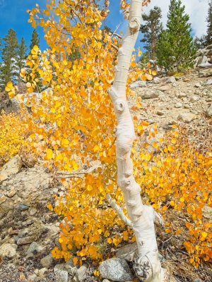 A golden aspen catches the sunlight aspens