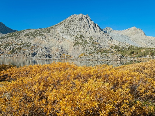 The willows are just as brightly colored as the aspens! autumn colors