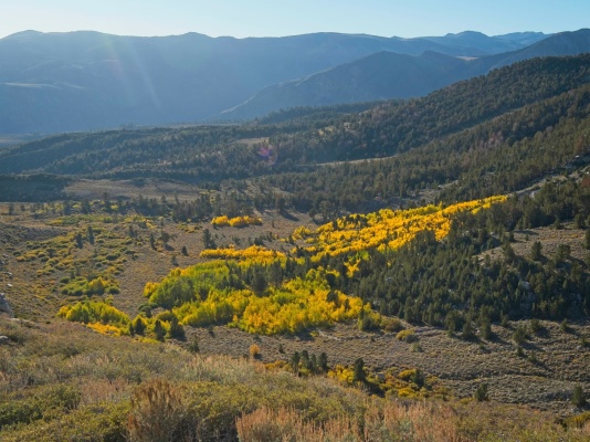 Bright splashes of fall color in the aspens mount humphreys