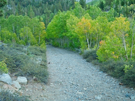 The aspens along the road are beginning to turn green lake trail