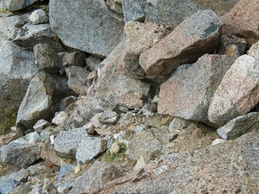 A pika peeks out of the rocks to stare at us while we rest and munch on snacks pika