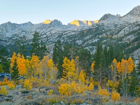 A stand of brightly colored aspens at the South Lake Trailhead south lake aspens