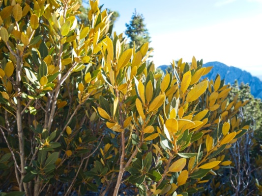 These leaves are green on one side and yellow on the other fall foliage