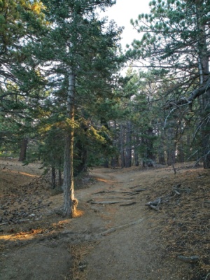 A little light makes it through the trees at Saddle Junction saddle junction