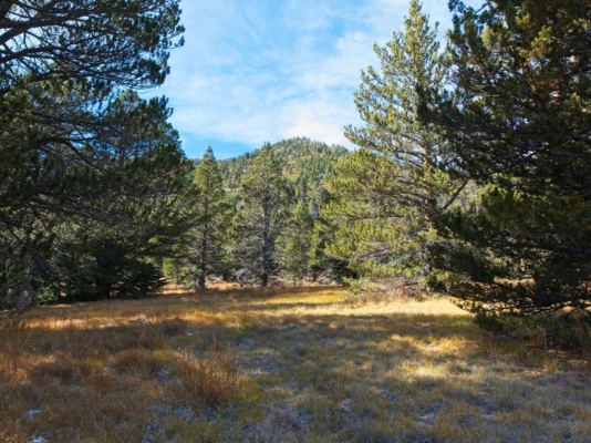 Looking up at San Jacinto's south slope from a shady meadow san jacinto peak