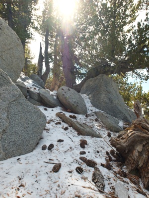 Pine needles and pine cones strewn across the newly fallen snow snowy forest