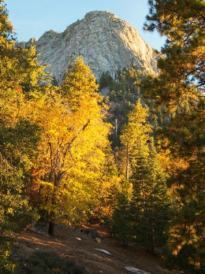 I reach the trailhead at sunset and am treated to some truly beautiful light on the trees and cliffs tahquitz rock