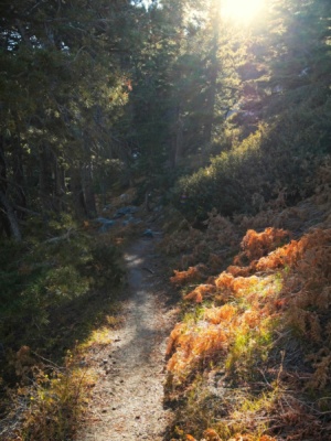 The lush, green ferns that normally line the slopes at Wellman's Cienega are now golden brown san jacinto mountains