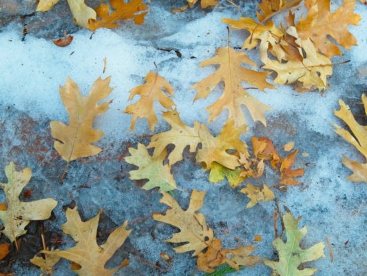 Oak leaves cover the ground near the trailhead oak leaves