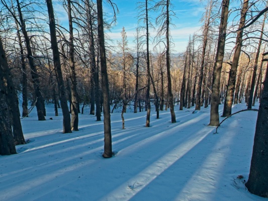 As I descend the trees again cast long shadows across the snow forest shadows