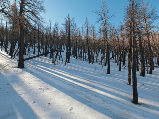 Trees cast long shadows across the snow forest shadows