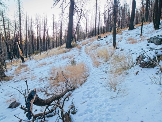 I follow the footpath through the snow forsee creek trail