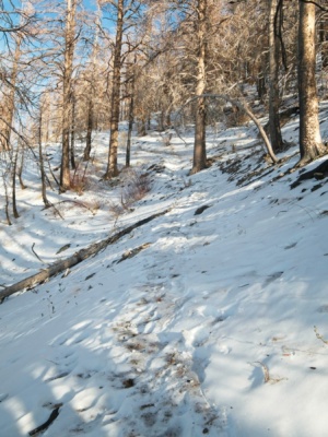 Late afternoon light on the trail forsee creek trail