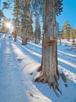 Although the trails are clearly signed, they're nowhere to be seen trail fork springs
