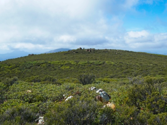 The summit is completely covered in thick brush cerro bola summit