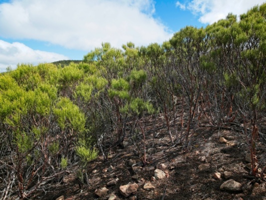 I love this shade of green! cerro bola foliage
