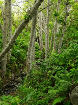 A small patch of lush greenery amidst the otherwise open, grassy slopes oasis
