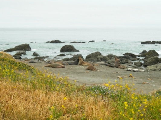 Some of the seals make a show of knocking their heads and necks together elephant seals