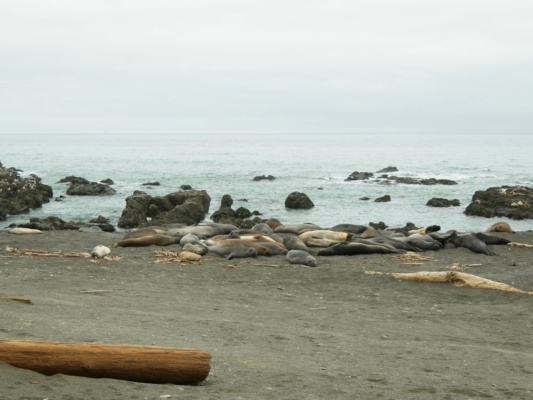 A pile of elephant seals basking on the beach elephant seals