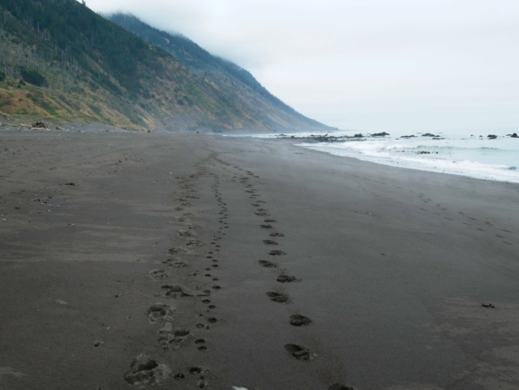 We follow the dog pawprints all day lost coast trail