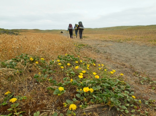 Wildflowers along the trail! lost coast trail