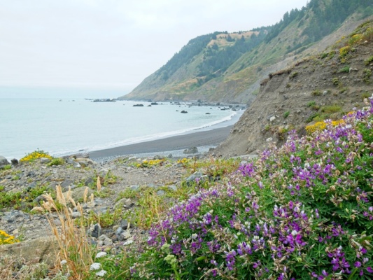 Some lupine beside a creek! lost coast trail