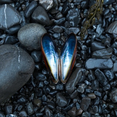 Butterfly? sea butterfly